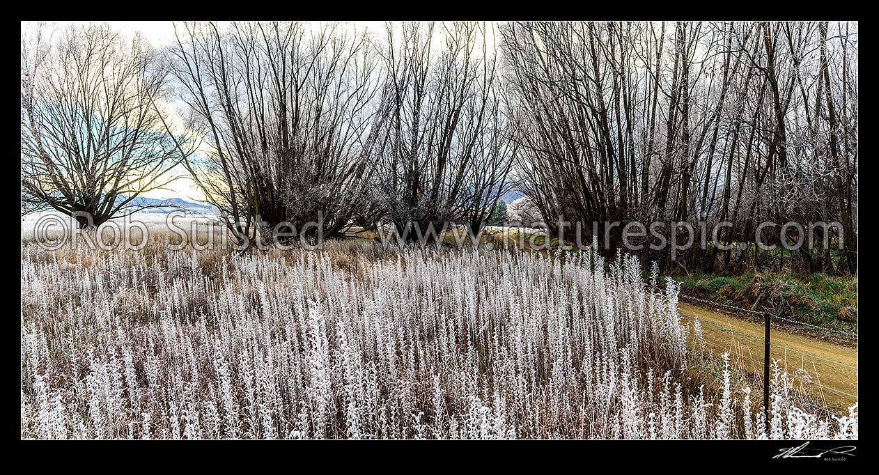 Image of Winter hoar frost on vegatation on the Ahuriri River flats. Blue borage flower heads frozen with ice crystals. Dirt road through trees. Panorama, Omarama, Waitaki District, Canterbury Region, New Zealand (NZ) stock photo image