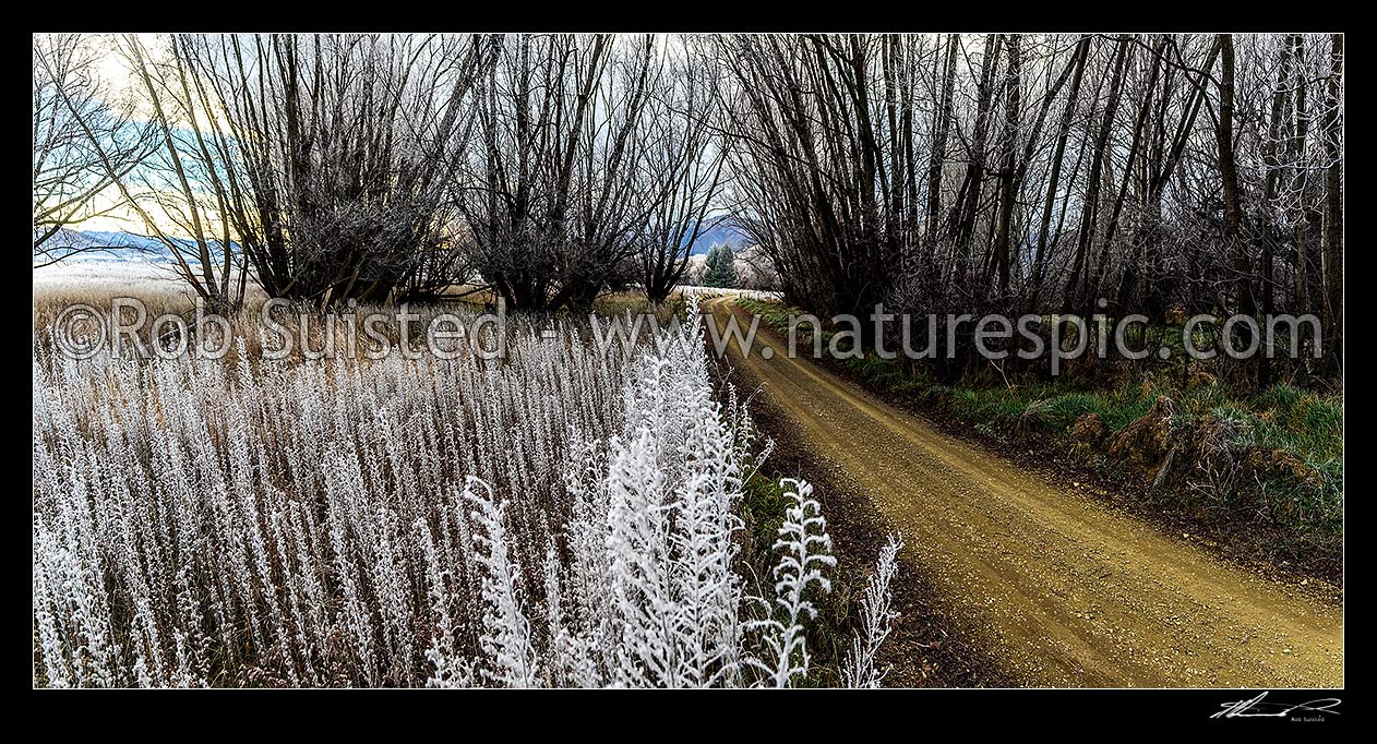 Image of Winter hoar frost on vegatation on the Ahuriri River flats. Blue borage flower heads frozen with ice crystals. Dirt road through willow trees.Panorama, Omarama, Waitaki District, Canterbury Region, New Zealand (NZ) stock photo image