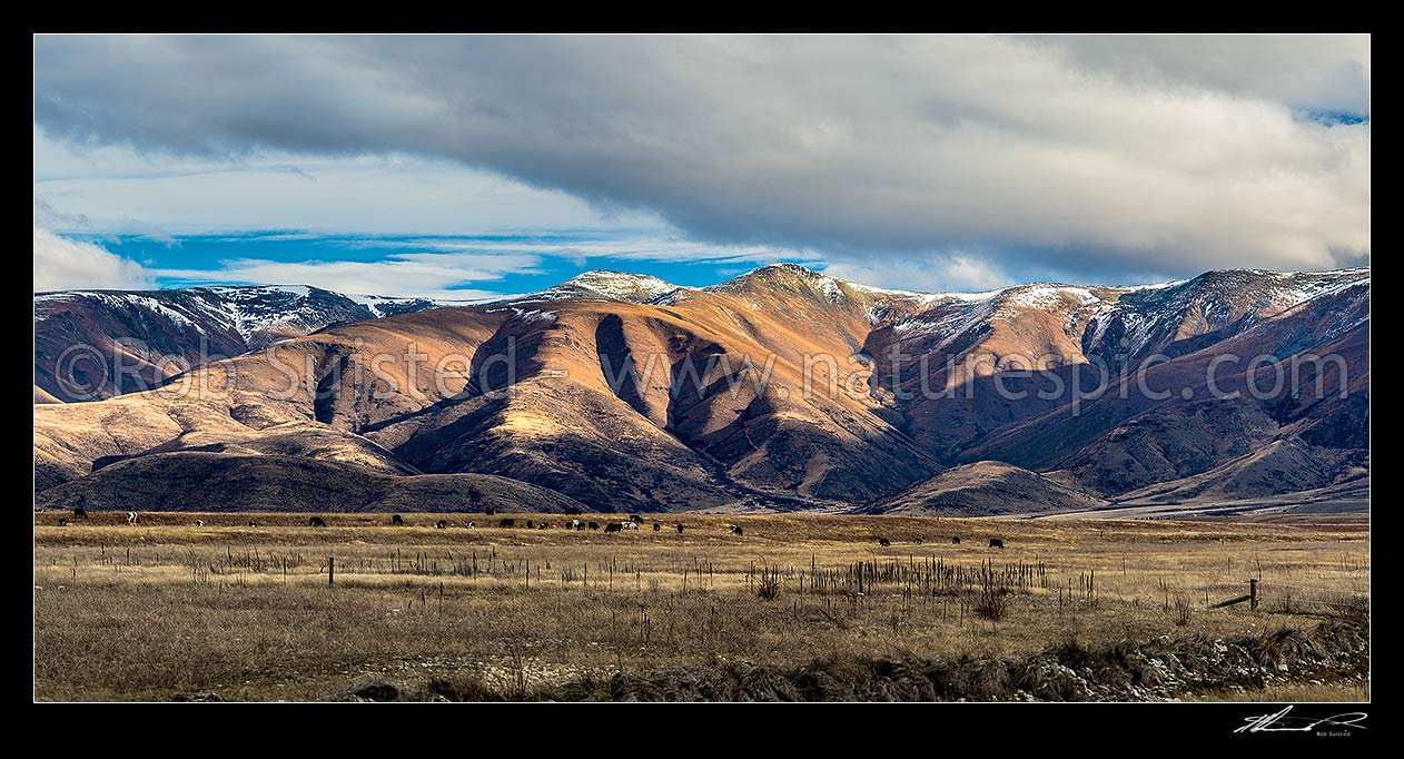 Image of Wether Range and Dunstan Range on Killermont Station. Killermont Conservation Area and Manuka Creek. High country station cattle grazing below. Panorama, Omarama, Waitaki District, Canterbury Region, New Zealand (NZ) stock photo image