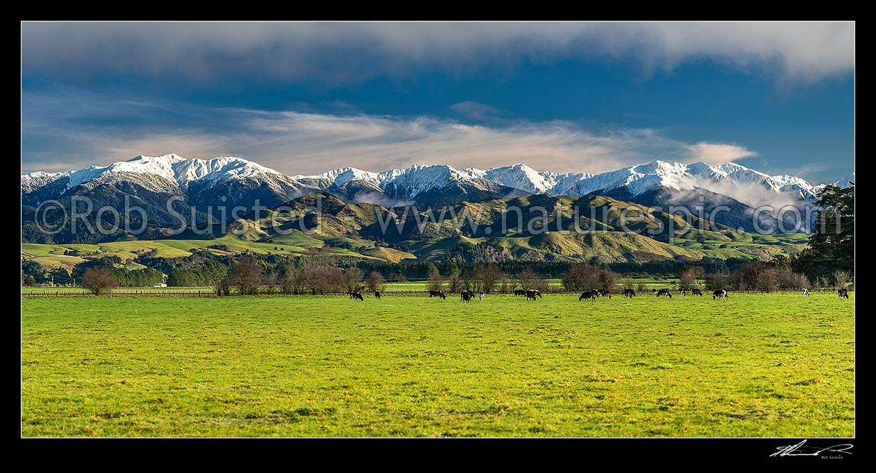 Image of Snowy Tararua Ranges above grazing dairy cattle on lush Wairarapa farmland near Masterton. Mt Holdsworth (1470m) left, Three Kings centre, Mitre (1571m) at right. Panorama, Waingawa, Carterton District, Wellington Region, New Zealand (NZ) stock photo image