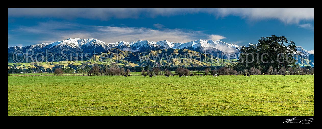 Image of Tararua Ranges above grazing dairy cattle on lush Wairarapa farmland near Masterton. Mt Holdsworth (1470m) centre left, Three Kings centre, Mitre (1571m) at centre right. Fresh winter snowfall. Panorama, Waingawa, Carterton District, Wellington Region, New Zealand (NZ) stock photo image