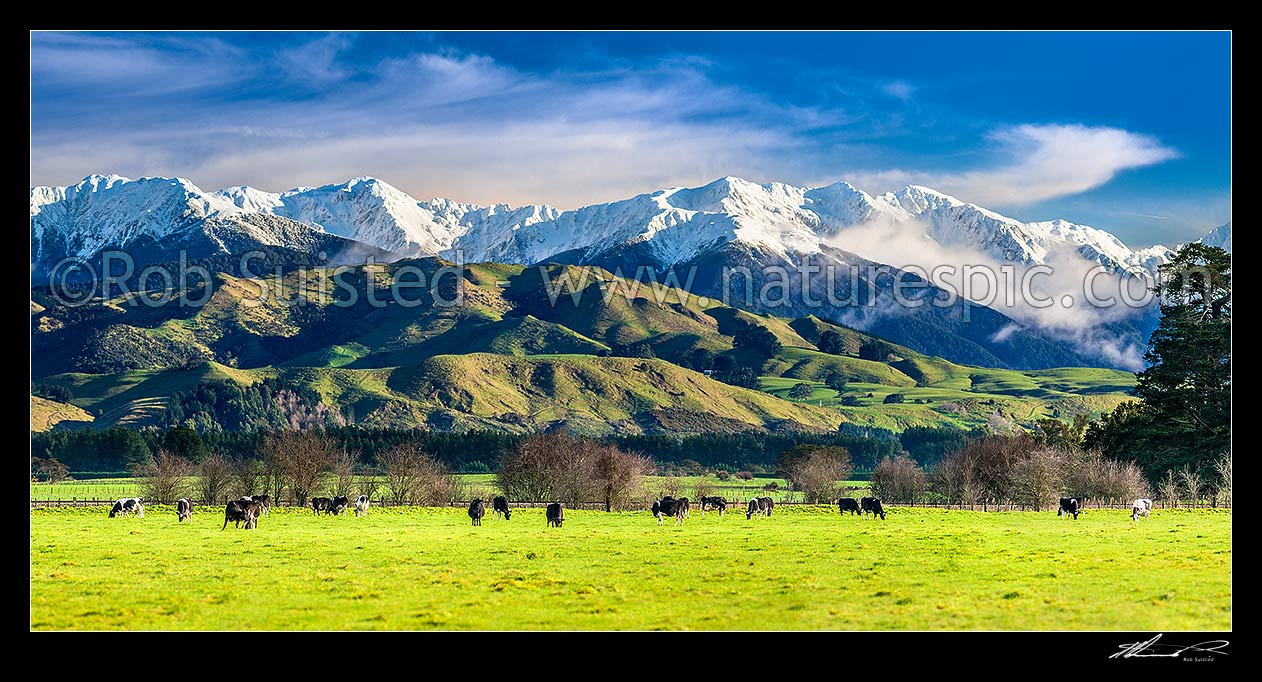 Image of Tararua Ranges above grazing dairy cattle on lush Wairarapa farmland near Masterton. Fresh winter snowfall above. Foreground cows in focus. Panorama, Waingawa, Carterton District, Wellington Region, New Zealand (NZ) stock photo image