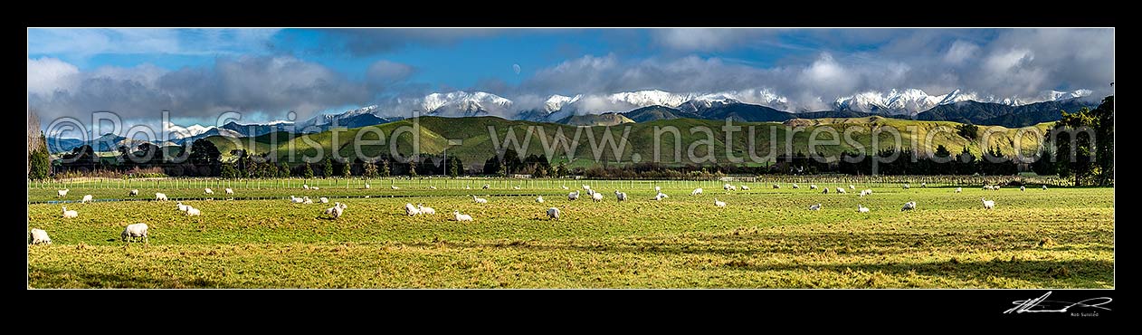 Image of Sheep grazing below snow covered Tararua Ranges near Masterton. Fresh winter snowfall. Panorama, Opaki, Masterton, Masterton District, Wellington Region, New Zealand (NZ) stock photo image