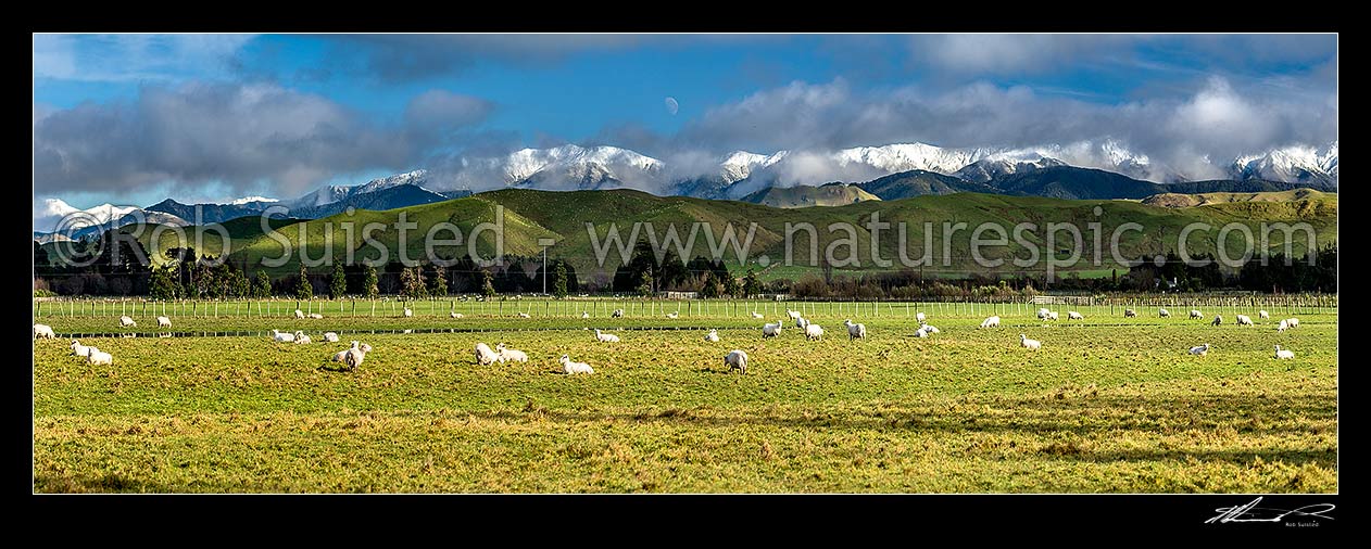 Image of Sheep grazing below snow covered Tararua Ranges near Masterton. Fresh winter snowfall. Panorama, Opaki, Masterton, Masterton District, Wellington Region, New Zealand (NZ) stock photo image