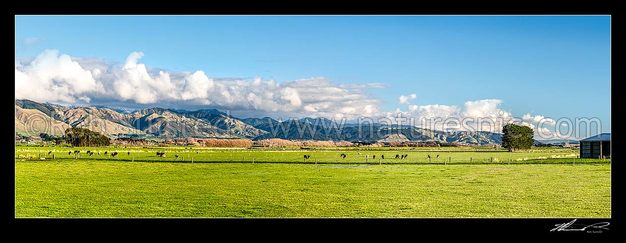 Image of Dairy cows and calves grazing on Manawatu Plains farmland. Tararua Ranges beyond. Panorama, Opiki, Horowhenua District, Manawatu-Wanganui Region, New Zealand (NZ) stock photo image