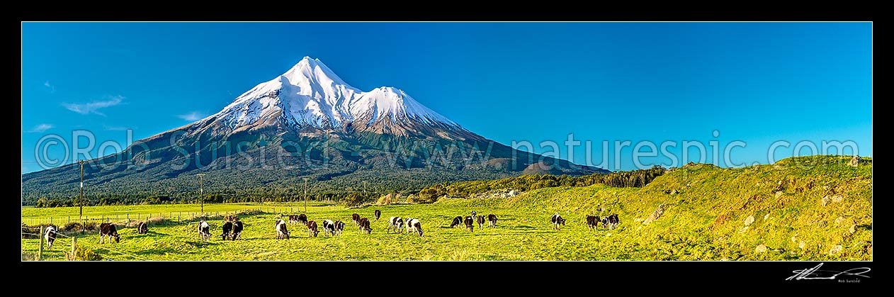 Image of Mt Taranaki (2518m) standing in the Egmont National Park, beyond lush dairy farmland. Panorama, Opunake, South Taranaki District, Taranaki Region, New Zealand (NZ) stock photo image