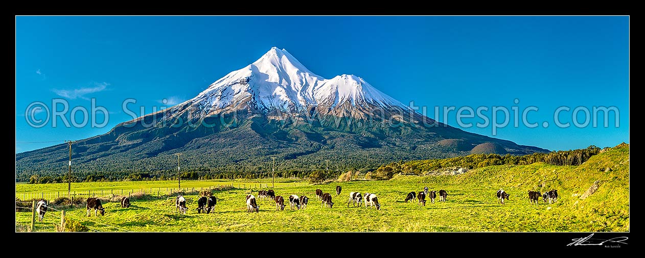 Image of Mt Taranaki (2518m) and young dairy cattle grazing. Egmont National Park, beyond dairy farmland. Panorama, Opunake, South Taranaki District, Taranaki Region, New Zealand (NZ) stock photo image