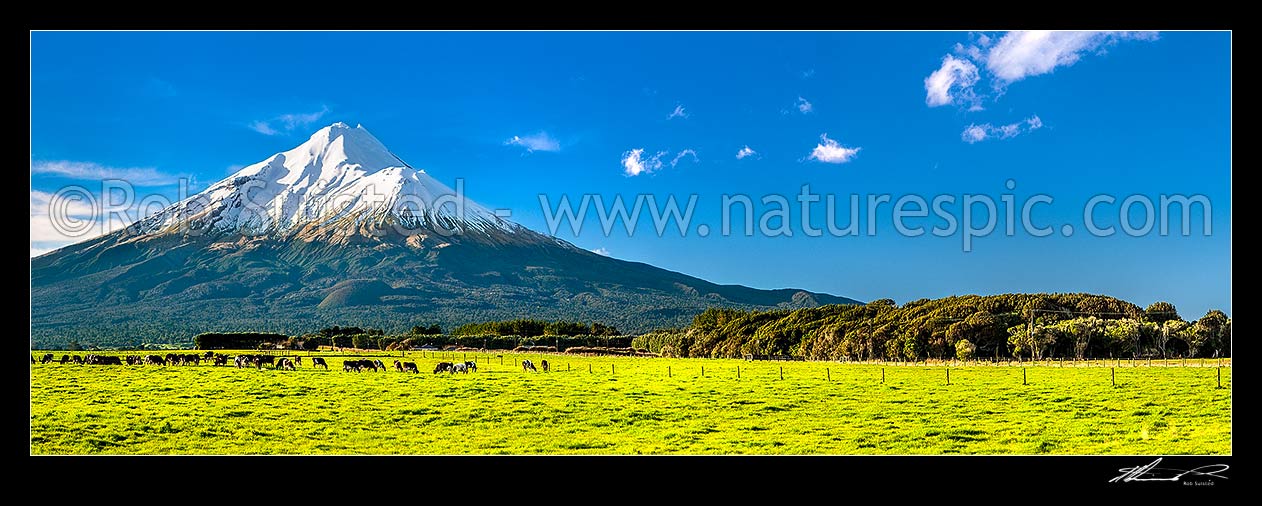 Image of Mt Taranaki (2518m) above dairy cows and lush farmland. Egmont National Park beyond. Panorama, Opunake, South Taranaki District, Taranaki Region, New Zealand (NZ) stock photo image