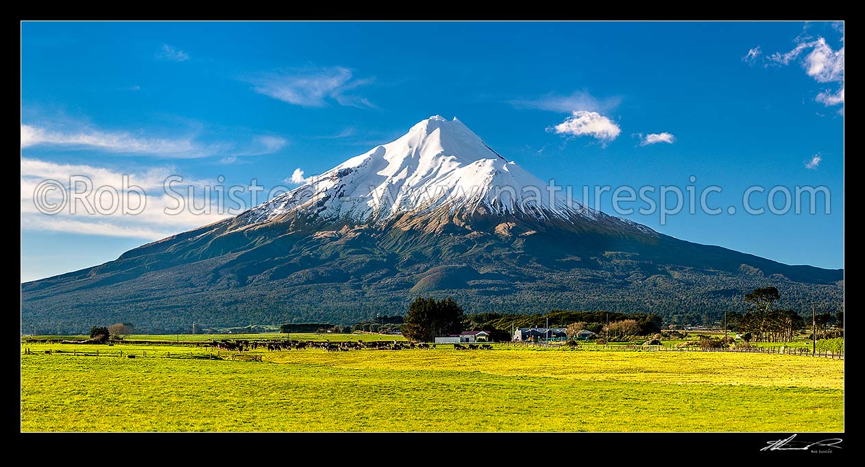 Image of Mt Taranaki (2518m) above dairy cows and lush farmland. Egmont National Park beyond. Panorama, Opunake, South Taranaki District, Taranaki Region, New Zealand (NZ) stock photo image