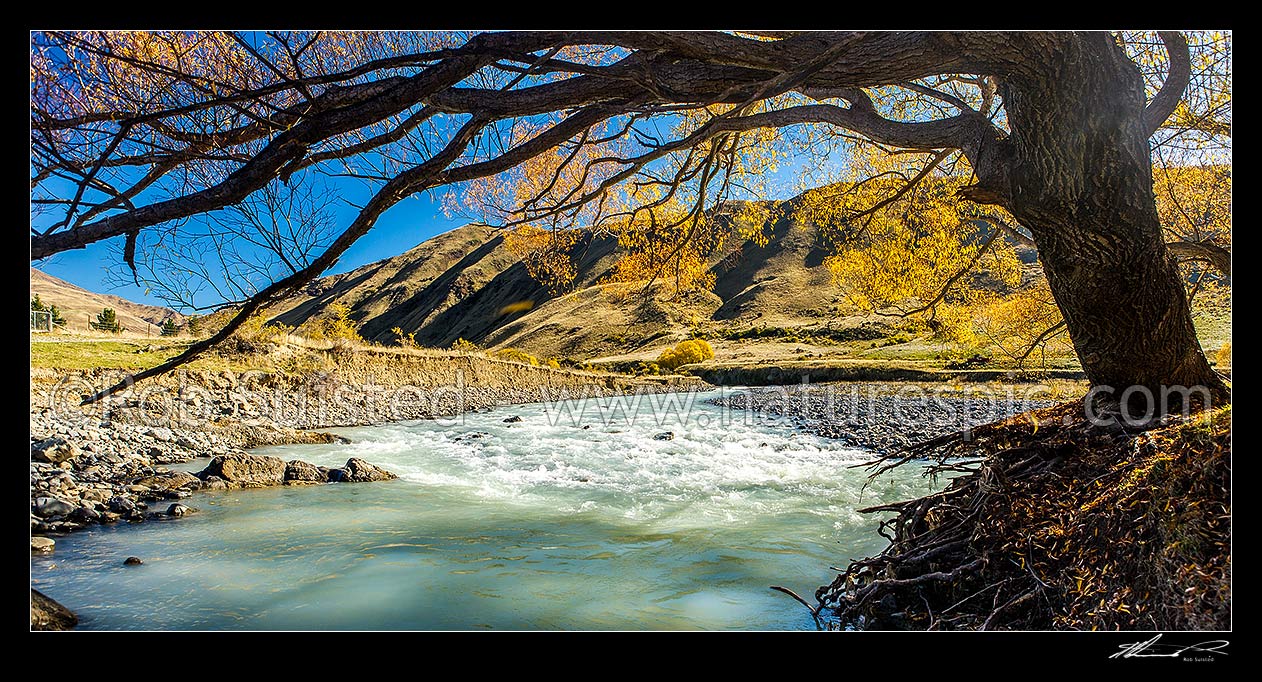 Image of Awatere River passing under golden willow trees on Mt Gladstone Station. Autumn colours. Panorama, Awatere Valley, Marlborough District, Marlborough Region, New Zealand (NZ) stock photo image