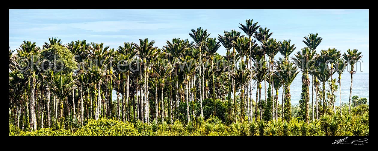 Image of Nikau Palm trees on coast forming a thick forest. Nikau (Rhopalostylis sapida) palm tree endemic to New Zealand. Panorama, New Zealand (NZ) stock photo image