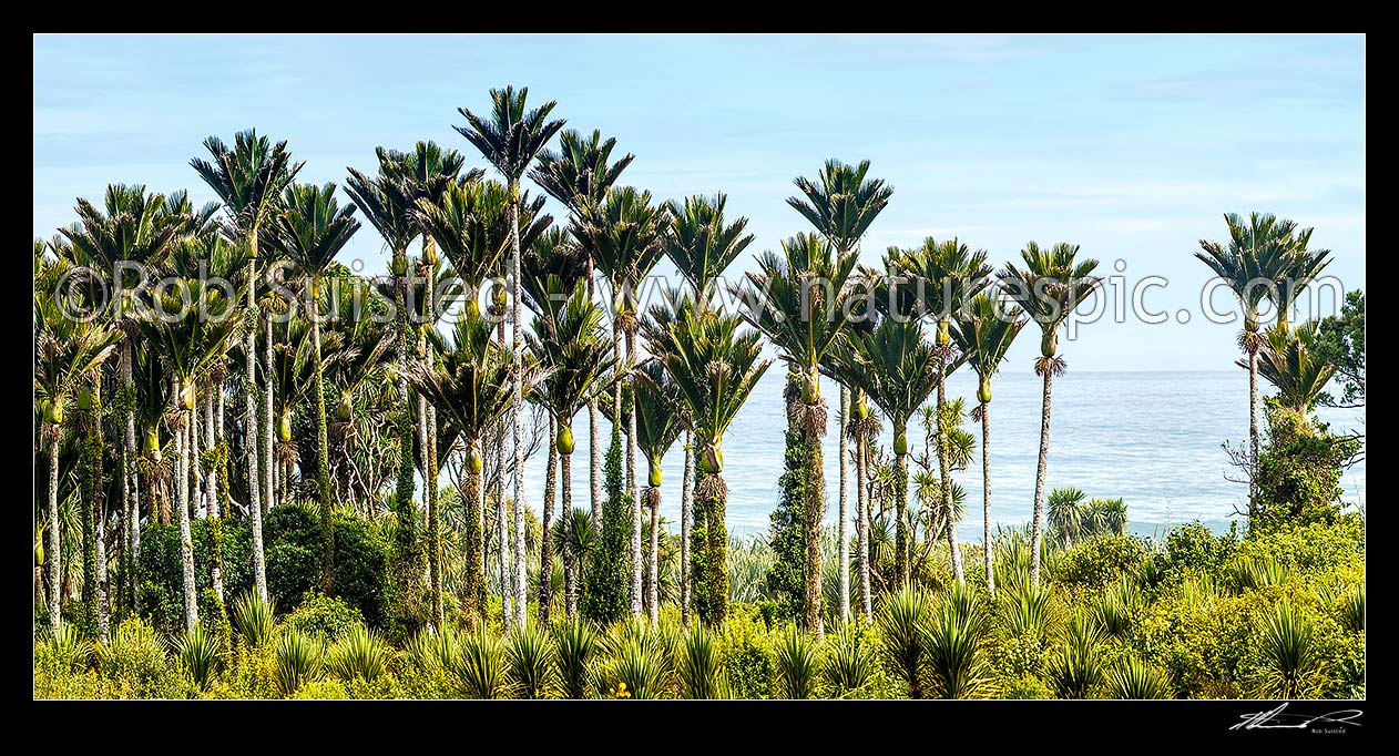 Image of Nikau Palm trees on coast forming a thick forest. Nikau (Rhopalostylis sapida) palm tree endemic to New Zealand. Panorama, New Zealand (NZ) stock photo image