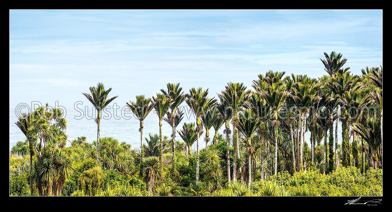 Image of Nikau Palm trees on coast forming a thick forest. Nikau (Rhopalostylis sapida) palm tree endemic to New Zealand. Panorama, New Zealand (NZ) stock photo image