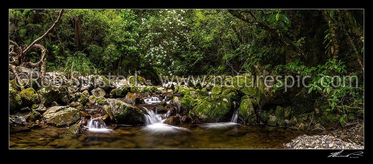 Image of Remutaka (Rimutaka) Forest side creek and flowering Olearia tree. Big Huia Creek in lush native forest. Panorama, Remutaka Range, Wainuiomata, Hutt City District, Wellington Region, New Zealand (NZ) stock photo image