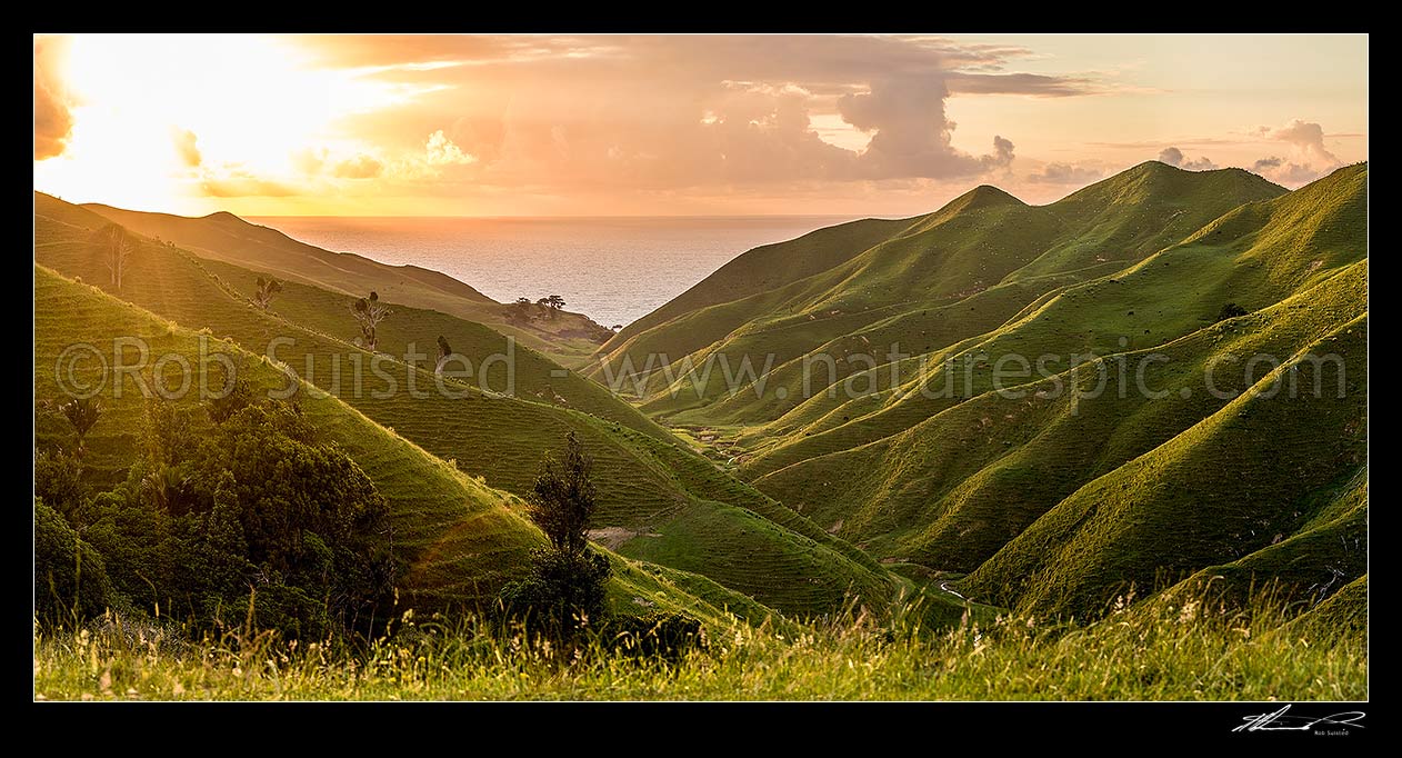 Image of Coastal farmland sunset in the Waikato. Rolling hills and stream with soft golden light defining ridgelines. Panorama, Marokopa, Waitomo District, Waikato Region, New Zealand (NZ) stock photo image