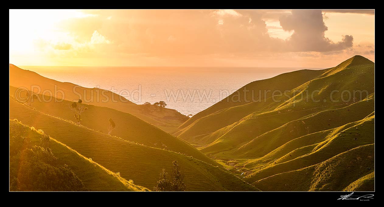 Image of Golden lush farmland lit by coastal sunset. Rolling hills and pasture running down to small stream. Panorama, Marokopa, Waitomo District, Waikato Region, New Zealand (NZ) stock photo image