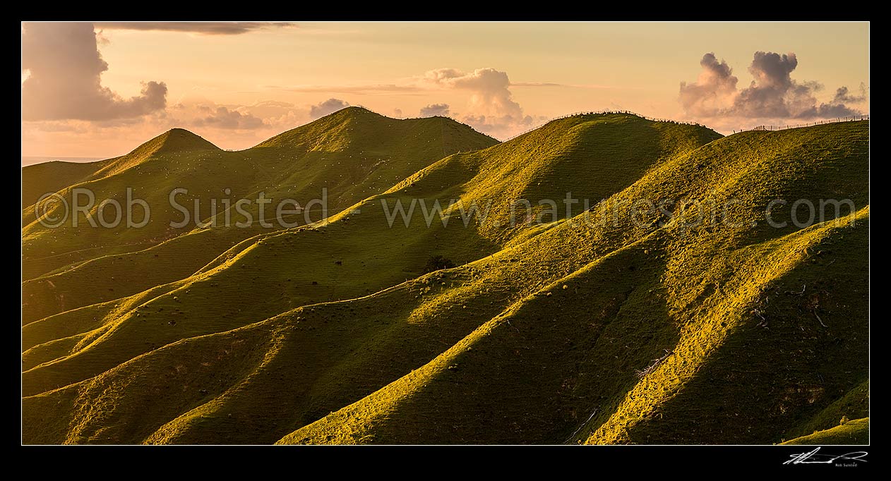 Image of Farmland hills and ridgelines defined by evening sunlight, with sheep grazing pasture. Panorama, Marokopa, Waitomo District, Waikato Region, New Zealand (NZ) stock photo image