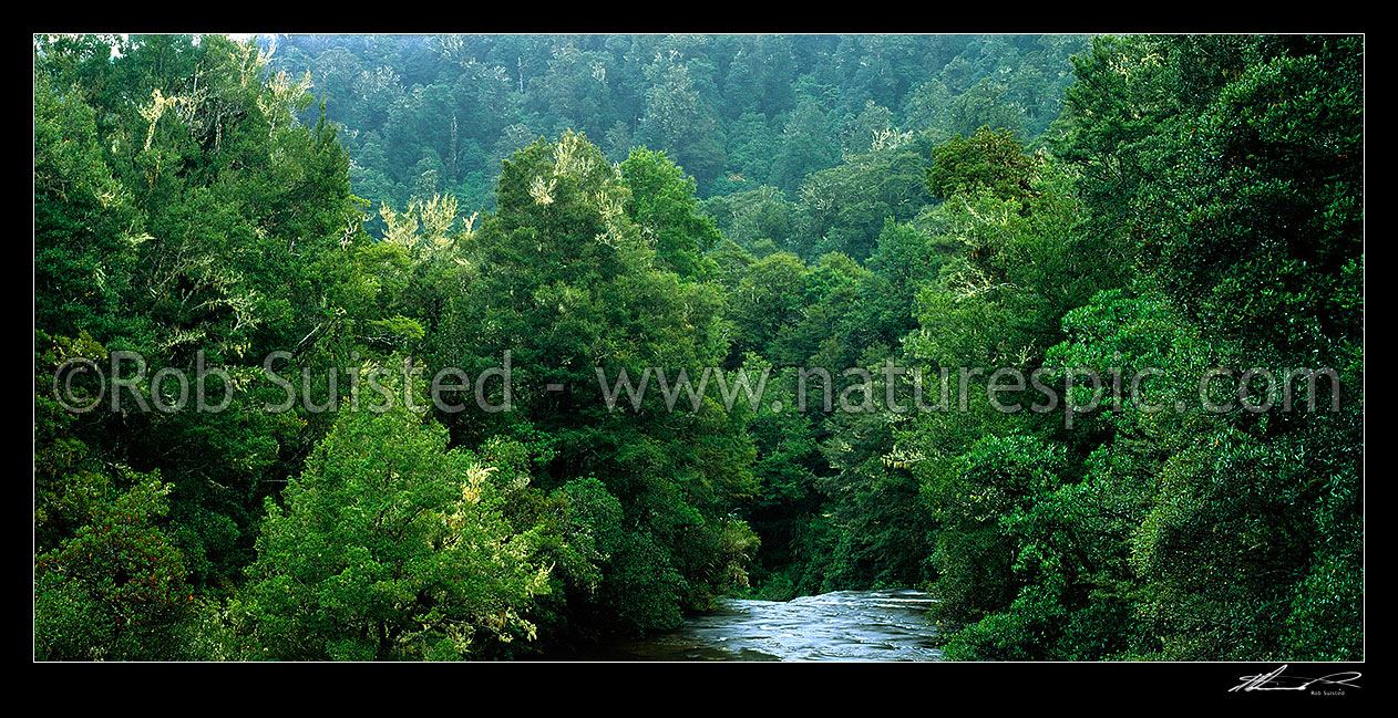 Image of Aniwaniwa River travelling through Beech forest (Nothofagus spp.). Panorama, Te Urewera National Park, Wairoa District, Hawke's Bay Region, New Zealand (NZ) stock photo image