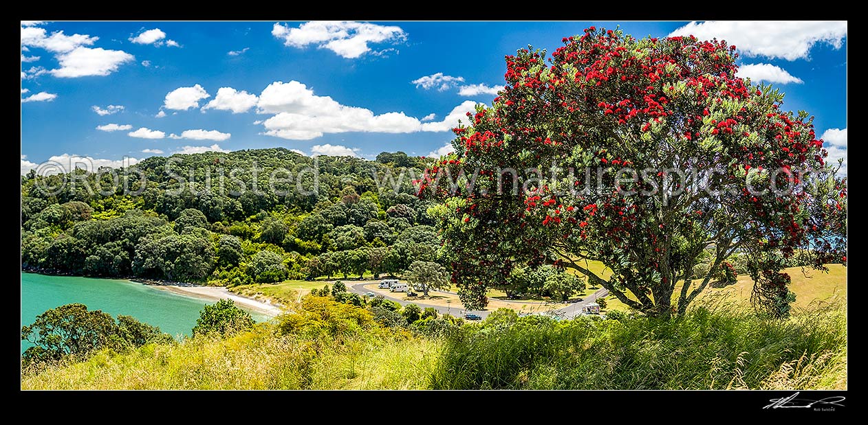 Image of Pohutukawa tree (Metrosideros excelsa) flowering in Anzac Bay, Papatu Point. Panorama, Bowentown, Waihi Beach, Western Bay of Plenty District, Bay of Plenty Region, New Zealand (NZ) stock photo image