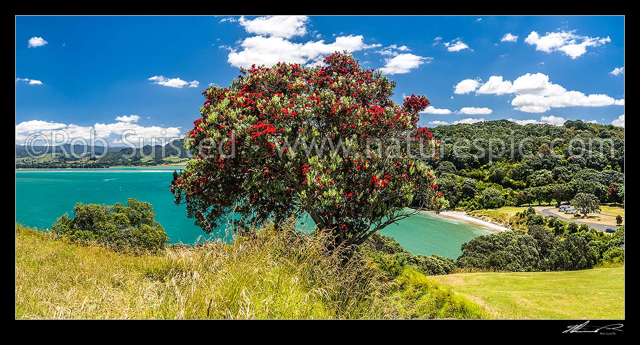 Image of Pohutukawa tree (Metrosideros excelsa) flowering in Anzac Bay, Papatu Point, Bowentown, Waihi Beach, Western Bay of Plenty District, Bay of Plenty Region, New Zealand (NZ) stock photo image