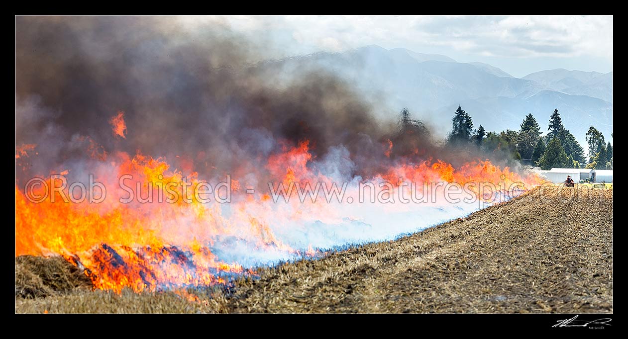 Image of Wheat stubble burning off fire being lit post harvest by farmers travelling on quab bike ATV, to clear paddock for next crop rotation. Panorama, Methven, Ashburton District, Canterbury Region, New Zealand (NZ) stock photo image