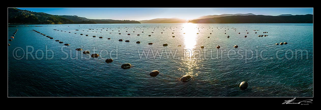 Image of Marine farming mussel farms in Tumbledown Bay, Port Underwood. Seen as sunset. Separation Point centre distance. Panorama, Port Underwood, Marlborough District, Marlborough Region, New Zealand (NZ) stock photo image