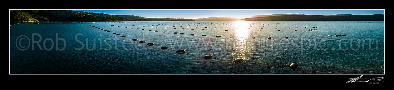 Image of Marine farming mussel farms in Tumbledown Bay, Port Underwood. Seen as sunset. Separation Point centre distance. Panorama, Port Underwood, Marlborough District, Marlborough Region, New Zealand (NZ) stock photo image