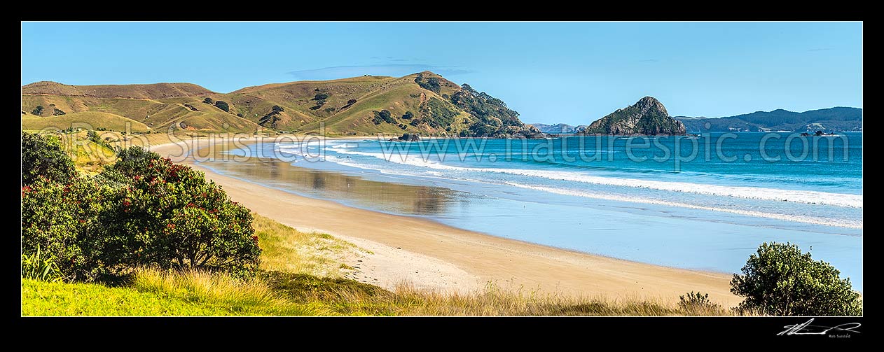 Image of Opito Bay Beach and Tamaihu headland and Tokarahu Point, with flowering pohutukawa trees and golden sand. Panorama, Opito Bay, Coromandel Peninsula, Thames-Coromandel District, Waikato Region, New Zealand (NZ) stock photo image