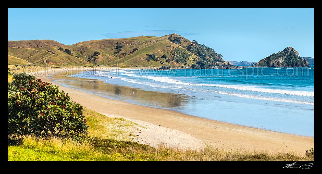 Image of Opito Bay Beach and Tamaihu headland and Tokarahu Point, with flowering pohutukawa trees and golden sand. Panorama, Opito Bay, Coromandel Peninsula, Thames-Coromandel District, Waikato Region, New Zealand (NZ) stock photo image