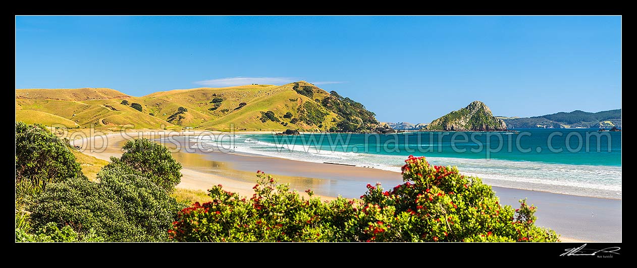 Image of Opito Bay Beach and Tamaihu headland and Tokarahu Point, with flowering pohutukawa trees (Metrosideros excelsa) and golden sand of summer. Panorama, Opito Bay, Coromandel Peninsula, Thames-Coromandel District, Waikato Region, New Zealand (NZ) stock photo image