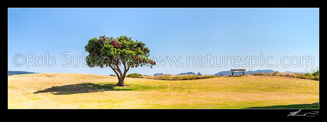 Image of Lone Pohutukawa tree flowering (Metrosideros excelsa). New Zealand Christmas Tree, an iconic Kiwi summer symbol. Panorama, Coromandel, Thames-Coromandel District, Waikato Region, New Zealand (NZ) stock photo image