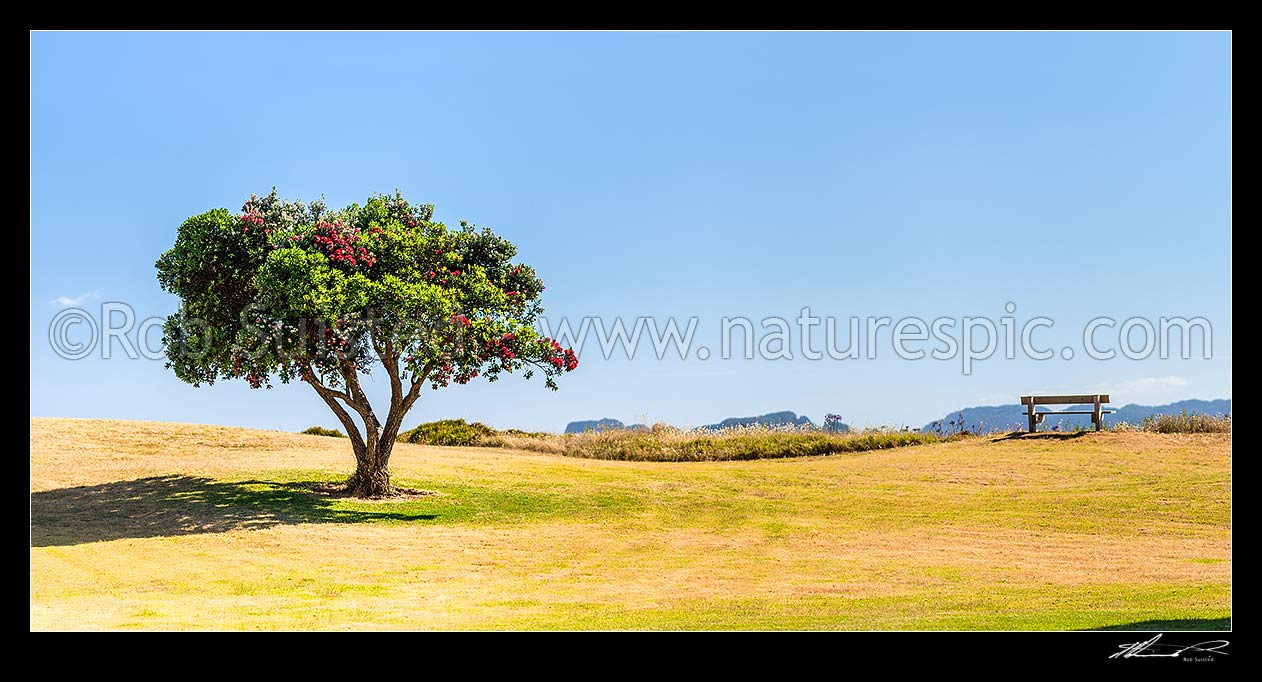 Image of Lone Pohutukawa tree flowering (Metrosideros excelsa). New Zealand Christmas Tree, an iconic Kiwi summer symbol. Panorama, Coromandel, Thames-Coromandel District, Waikato Region, New Zealand (NZ) stock photo image