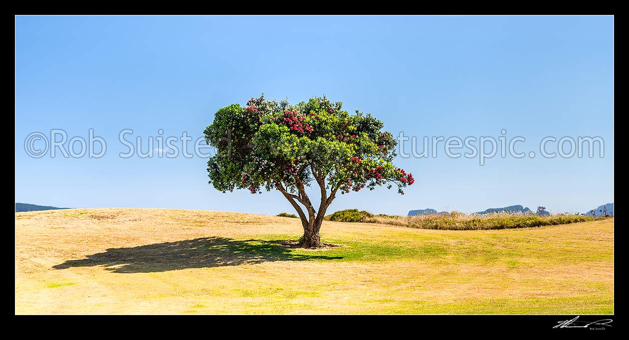 Image of Lone Pohutukawa tree flowering (Metrosideros excelsa). New Zealand Christmas Tree, an iconic Kiwi summer symbol. Panorama, Coromandel, Thames-Coromandel District, Waikato Region, New Zealand (NZ) stock photo image