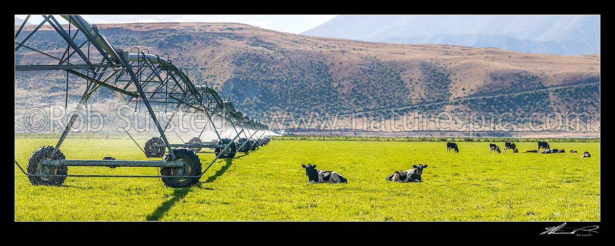 Image of Pivot irrigator irrigating farmland with young grazing cattle, in the MacKenzie basin high country. Panorama, Omarama, Waitaki District, Canterbury Region, New Zealand (NZ) stock photo image