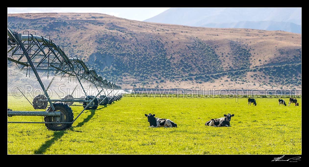 Image of Pivot irrigator irrigating farmland with young grazing cattle, in the MacKenzie basin high country. Panorama, Omarama, Waitaki District, Canterbury Region, New Zealand (NZ) stock photo image