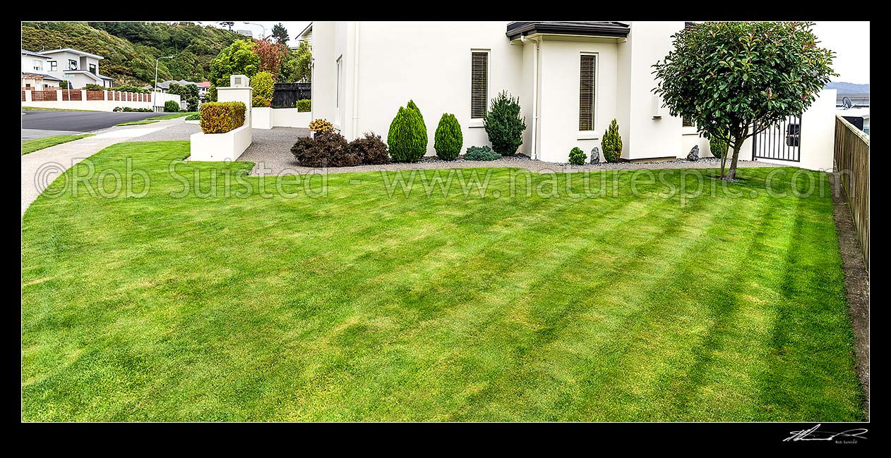 Image of Lawn, well manicured grass lawn in urban setting beside house and garden. Freshing mowed with lawnmower. Panorama, New Zealand (NZ) stock photo image