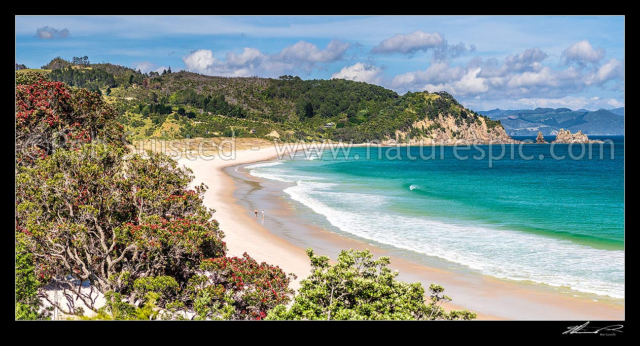 Image of Otama Beach with flowering Pohutukawa trees (Metrosideros excelsa, pohutukawa) lining the bay. People walking on beach. Motuhua Point at right. Panorama, Otama Beach, Coromandel Peninsula, Thames-Coromandel District, Waikato Region, New Zealand (NZ) stock photo image