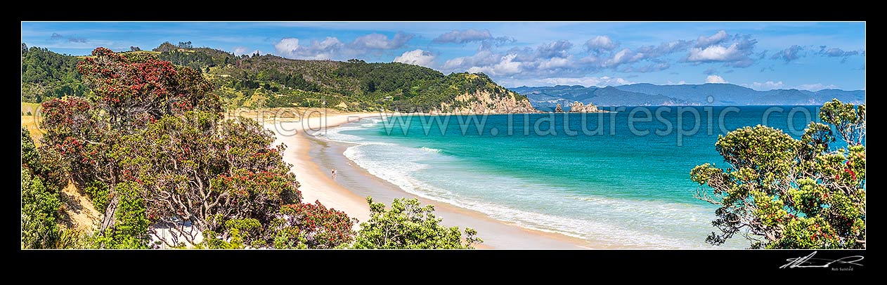 Image of Otama Beach with flowering Pohutukawa trees (Metrosideros excelsa, pohutukawa) lining the bay. People walking on beach. Motuhua Point at right. Panorama, Otama Beach, Coromandel Peninsula, Thames-Coromandel District, Waikato Region, New Zealand (NZ) stock photo image