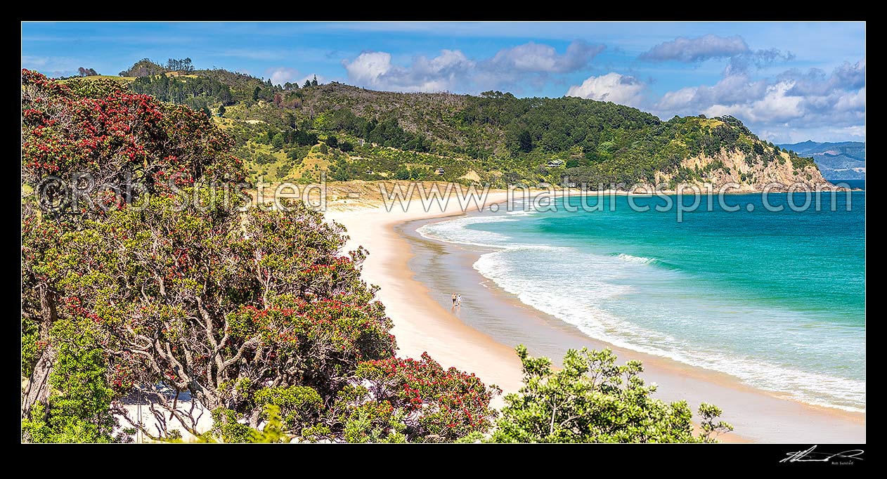 Image of Walkers on Otama Beach with flowering Pohutukawa trees (Metrosideros excelsa, pohutukawa) lining the bay. Motuhua Point behind. Panorama, Otama Beach, Coromandel Peninsula, Thames-Coromandel District, Waikato Region, New Zealand (NZ) stock photo image