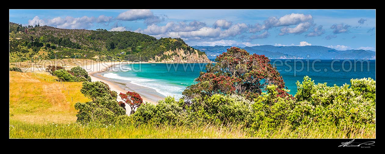 Image of Walkers on Otama Beach with flowering Pohutukawa trees (Metrosideros excelsa, pohutukawa) lining the bay. Motuhua Point behind. Panorama, Otama Beach, Coromandel Peninsula, Thames-Coromandel District, Waikato Region, New Zealand (NZ) stock photo image