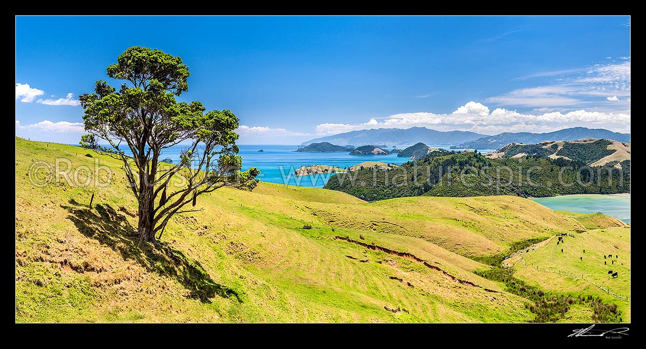 Image of Coromandel farmland and rolling hill country above Manaia Harbour. View over grazing cattle, coastline, bays and inlets. Panorama, Coromandel Peninsula, Thames-Coromandel District, Waikato Region, New Zealand (NZ) stock photo image