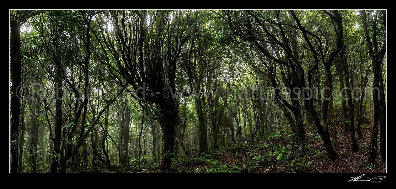 Image of Misty rainforest of Tawa (Beilschmiedia tawa) and Kohekohe ((Dysoxylum spectabile) trees. Native broadleaf forest with ferny understorey. Moody panorama, Wellington City District, Wellington Region, New Zealand (NZ) stock photo image