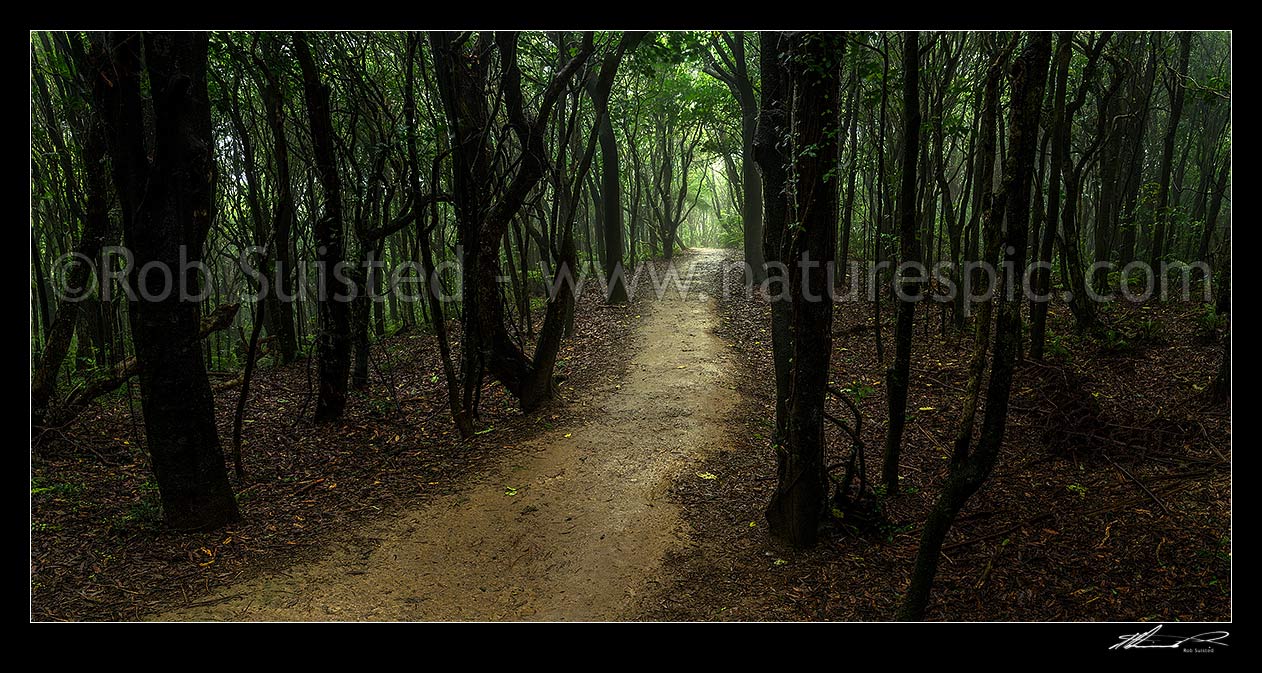 Image of Forest walking track through misty rainforest of Tawa (Beilschmiedia tawa) and Kohekohe ((Dysoxylum spectabile) trees. Gloomy, almost spooky native bush. Panorama, Wellington City District, Wellington Region, New Zealand (NZ) stock photo image