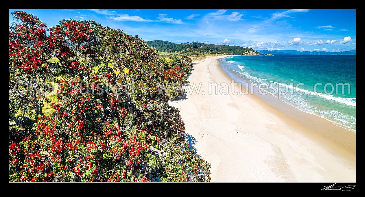 Image of Otama Beach and Otama Bay, with flowering Pohutukawa trees lining the foreshore. Motuhua Point beyond. Aerial panorama, Otama Beach, Coromandel Peninsula, Thames-Coromandel District, Waikato Region, New Zealand (NZ) stock photo image