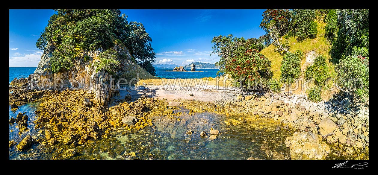 Image of Matapaua Bay coastline, looking through rocky cleft towards Mercury Bay past flowering pohutukawa trees (Metrosideros excelsa). Panorama, Matapaua Bay, Coromandel Peninsula, Thames-Coromandel District, Waikato Region, New Zealand (NZ) stock photo image