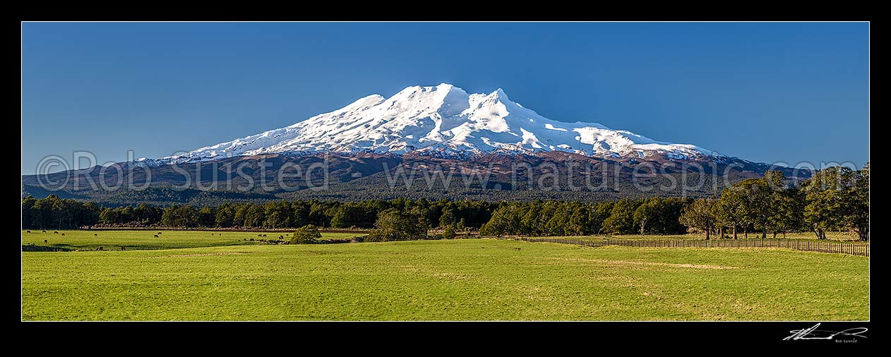 Image of Mt Ruapehu (2797m) in Tongariro National Park, seen from near Rangataua farmland, with remnant beech tree forest. Panorama, Ohakune, Ruapehu District, Manawatu-Wanganui Region, New Zealand (NZ) stock photo image