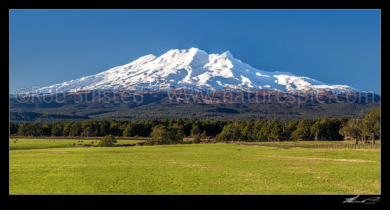 Image of Mt Ruapehu (2797m) in Tongariro National Park, seen from near Rangataua farmland, with remnant beech tree forest. Panorama, Ohakune, Ruapehu District, Manawatu-Wanganui Region, New Zealand (NZ) stock photo image