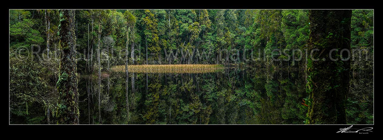 Image of Waihora Lagoon nestled amongst old podocarp forest reflecting perfectly in still water of the lake in Pureora Forest Park. Panorama, Pureora Forest Park, Waitomo District, Waikato Region, New Zealand (NZ) stock photo image