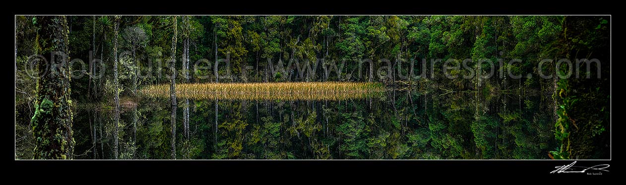 Image of Waihora Lagoon, and ephemeral forest lake surrounded by old growth podocarp forest reflected in the still dark water. Panorama, Pureora Forest Park, Waitomo District, Waikato Region, New Zealand (NZ) stock photo image