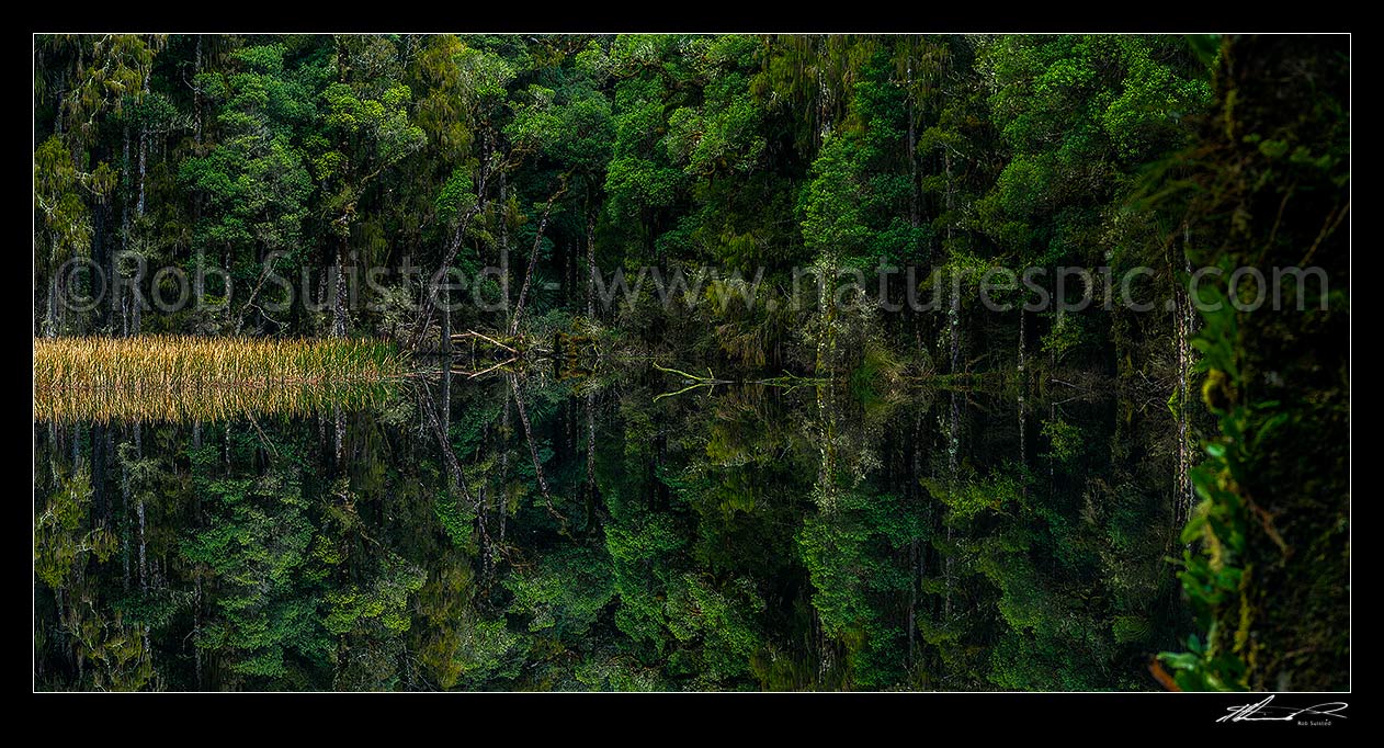 Image of Waihora Lagoon, and ephemeral forest lake surrounded by old growth podocarp forest reflected in the still dark water. Panorama, Pureora Forest Park, Waitomo District, Waikato Region, New Zealand (NZ) stock photo image